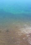 After post treatment - note the small black tadpoles.